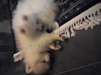 Köpeğimiz için whatsapp dan yazın
