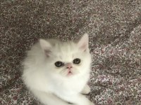 EXOLAR YENİ EVLERİNE GİTMEYE HAZIR