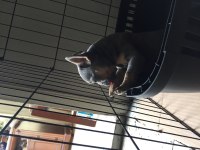 Dişi lilac and tan french bulldog