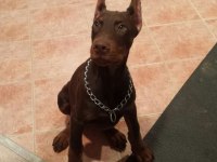 KIZIL VE İZABEL ÇİVİ ESTETİKLİ DOBERMAN YAVRULAR