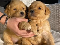 Baby face golden retriever bebekler