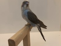Yavru karakanat muhabbet kuşlar