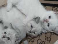Blue point mavi gözlü Beyaz kediler