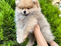 Pomeranian boo ayı surat