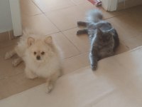 Acil sahiplendirilecek erkek pomeranian