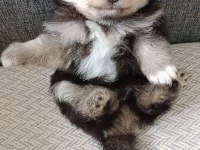 Pomeranian boo yavrumuz