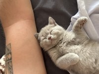 British Shorthair Yavrular