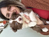 Border Collie Yavrular