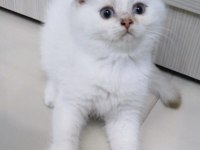 Pamuk British Oğlan