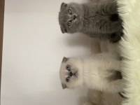 Özel ayı surat yavrularım safkan orjinal scottish fold