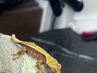 Crested Gecko Sahiplendirme