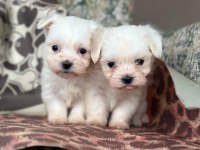 Maltese Terrier Yavrular