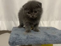 Scottish fold yavru