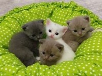 Scottish fold yavrularımız yeni yuvalarını arıyor