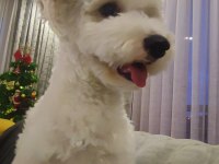 8 aylık erkek maltipoo yavrumuzu sahiplendirmek istiyoruz