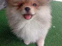Dişi erkek tuvalet eğitimli pomeranian boo yavrular