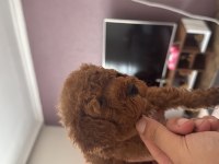 Şeker Tadında Toy Poodle Yavrular