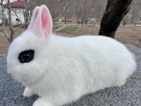HOLLANDA CÜCE YAVRU TAVŞAN (HOTOT)