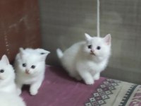 2 Aylık British Shorthair Yavrular