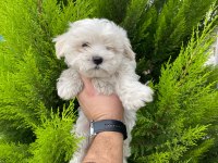 Maltese terrier
