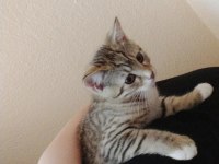 YAVRU KEDİMİ SAHİPLENDİRİYORUM