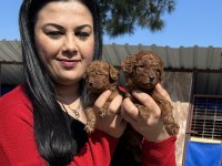 Ufacık kilo garantili toy poodle yavrularım