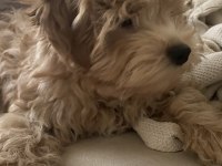 Maltipoo yavrumuz