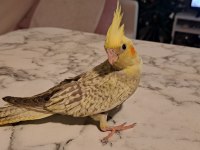 45 günlük sultan papağanı yavrusu