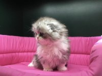 Scottish fold longhair yavrumuz