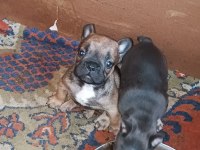 Bluetan - Sabletan French Bulldog