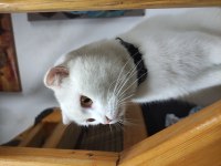Scottish Fold