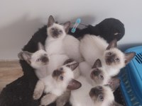 Yeni doğan Safkan Siyam Kedisi