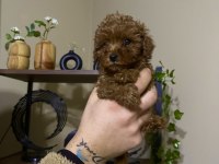 Çin Poodle 650 gr Red Brown
