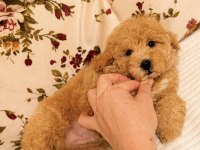 KIVIR KIVIR MALTİPOO BEBEĞİMİZ