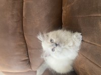 Chinchilla kediler yeni yuvamızı arıyoruz