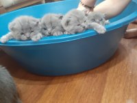 Yavru safkan İngiliz british shorthair