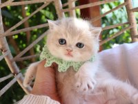Safkan blue golden erkek yavru kedimiz