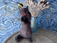 British shorthair nadir bulunan chocolate safkan erkek yavru