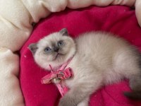 Scottish Fold Dişi Yavrumuza Yuva (Uyguna)