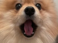 Ukrayna Safkan Pomeranian
