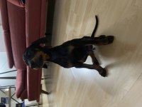 2,5 Aylık Erkek Doberman