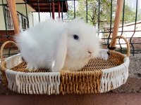 Hollanda teddy lop beyaz takım mavi gözlü tavşan