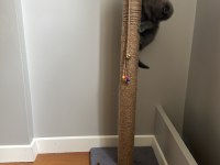 2 mart doğumlu scottish fold yavru
