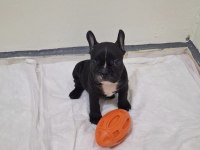 SAFKAN SON ERKEK FRENCH BULLDOG YAVRUMUZ