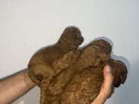 Toy poodle sağlık garantili