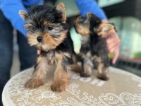 Safkan garantili tea cup yorkshire terrier