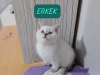 BRİTİSH SHORTHAİR PAŞAM HAZIR