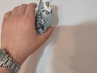 Acil satılık konuşan muhabbet kuşu