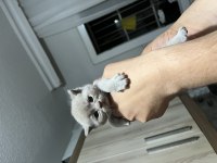 Minik scottish fold bebeklerim
