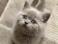 British shorthair cins kedimizi sahiplendirme